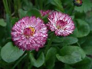 weinig Blume Bellis Gänseblümchen, Englisch Gänseblümchen, Rasen Gänseblümchen, Bruisewort (Bellis perennis) foto