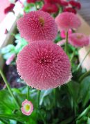 ვარდისფერი ყვავილების Bellis Daisy, English Daisy, გაზონის Daisy, Bruisewort (Bellis perennis) ფოტო