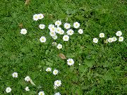 Bellis Daisy, Engelsk Daisy, Græsplæne Daisy, Bruisewort hvid Blomst