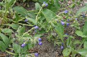 Lungwort blå Blomst