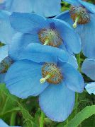 azul claro Flor Amapola Azul Del Himalaya (Meconopsis) foto