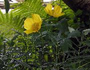dzeltens Zieds Himalaju Zila Magones (Meconopsis) foto