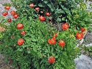 црвен Цвет Хималаиан Блуе Мака (Meconopsis) фотографија