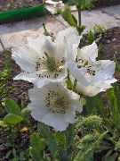білий Квітка Меконопсис (Meconopsis) фото