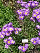 ljubičasta Cvijet Primorsko Tratinčica, Plaža Astra, Flebane (Erigeron glaucus) foto