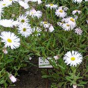 hvit Blomst Seaside Daisy, Strand Aster, Flebane (Erigeron glaucus) bilde