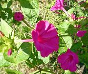 vaaleanpunainen Kukka Neljä, Ihme Peru (Mirabilis jalapa) kuva