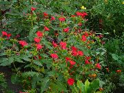 garden flowers red Four O'Clock, Marvel of Peru Mirabilis jalapa photos, description, cultivation and planting, care and watering