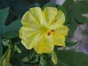 jaune Fleur Quatre Heures, Merveille Du Pérou (Mirabilis jalapa) photo