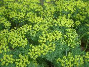 黄 フラワー ヒノキトウダイグサ、ボナパルトの王冠、墓地の苔 (Euphorbia) フォト