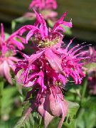roosa Lill Bee Palsam, Loodusliku Bergamoti (Monarda) foto