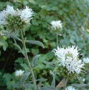 garden flowers white Scarlet Monardella, Hummingbird Coyote Mint Monardella photos, description, cultivation and planting, care and watering