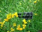 dzeltens Zieds Zelta Lobelia, Dzeltena Lobelia (Monopsis) foto