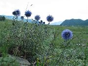 světle modrá Květina Zeměkoule Bodlák (Echinops) fotografie