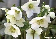 bela Cvet Teloh, Postnem Rose (Helleborus) fotografija