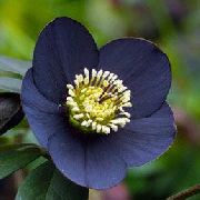 svart Blomst Christmas Rose, Fastetiden Rose (Helleborus) bilde