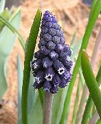 Vínber Hyacinth svartur Blóm