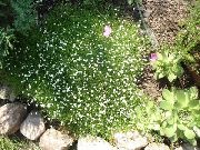 fehér Virág Ír Moha, Pearlwort, Skót Vagy Skót Moha (Sagina) fénykép