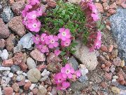 Soapwort rosa Blomst
