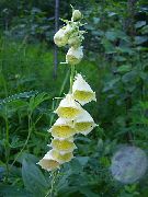žltý Kvetina Náprstník (Digitalis) fotografie
