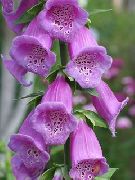იასამნისფერი ყვავილების Foxglove (Digitalis) ფოტო