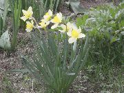 vit Blomma Påsklilja (Narcissus) foto