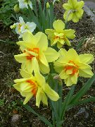 ყვითელი ყვავილების ნარცისი (Narcissus) ფოტო