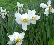 fehér Virág Nárcisz (Narcissus) fénykép
