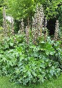 garden flowers white Spiny bear's breeches  Acanthus  photos, description, cultivation and planting, care and watering