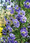 jasnoniebieski Kwiat Nasturcja (Tropaeolum) zdjęcie