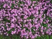 pink Blomst Glem-Mig-Ikke (Myosotis) foto