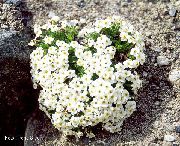 Myosotis blanc Fleur