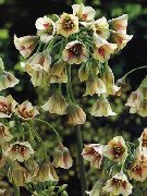 Sredozemske Zvonci, Sicilijanskega Medu Lily, Okrasne Čebule, Sicilijanske Česen rumena Cvet
