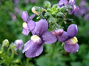 violet Floare Bijuterii Pelerina (Nemesia) fotografie