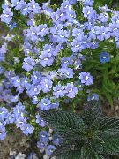ljusblå Blomma Cape Juveler (Nemesia) foto