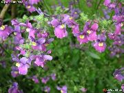 πασχαλιά λουλούδι Ακρωτήριο Κοσμήματα (Nemesia) φωτογραφία