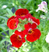 červená Květina Pelerína Šperky (Nemesia) fotografie