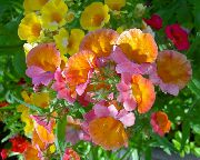 πορτοκάλι λουλούδι Ακρωτήριο Κοσμήματα (Nemesia) φωτογραφία
