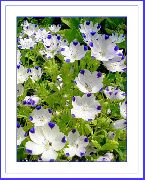 Nemophila, Bērnu Blue-Acis balts Zieds