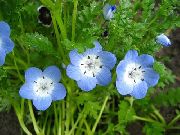 gaiši zils Zieds Nemophila, Bērnu Blue-Acis  foto