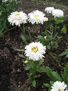balts Zieds Ox-Eye Margrietiņa, Shasta Margrietiņa, Lauks Margrietiņa, Marguerite, Mēness Margrietiņa (Leucanthemum) foto