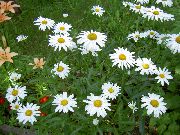 hvid Blomst Ox-Eye Daisy, Shasta Daisy, Felt Daisy, Marguerite, Månen Daisy (Leucanthemum) foto