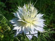 თეთრი ყვავილების Love-In-A-Mist (Nigella damascena) ფოტო