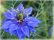 blå Blomst Elsker-In-A-Tåke (Nigella damascena) bilde