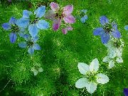 lyse blå Blomst Elsker-In-A-Tåke (Nigella damascena) bilde