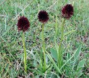 Lajeja Orkidea, Musta Vanilja Orkidea, Musta Gymnadenia viininpunainen Kukka