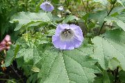 garden flowers light blue Shoofly Plant, Apple of Peru Nicandra physaloides photos, description, cultivation and planting, care and watering