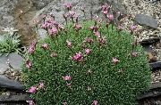 rosa Blomst Acantholimon, Stikkende Sparsommelighet  bilde