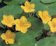 garden flowers yellow Floating Heart, Water Fringe, Yellow Water Snowflake  Nymphoides  photos, description, cultivation and planting, care and watering