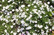 biela Kvetina Cup Flower (Nierembergia) fotografie